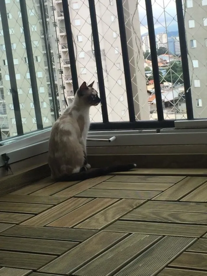 Gato ra a Sem raça idade 1 ano nome Evee 