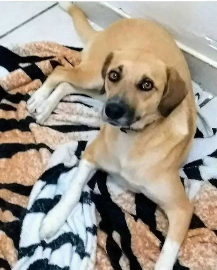 Cachorro ra a Não tem uma raça definida idade 2 anos nome Ambra