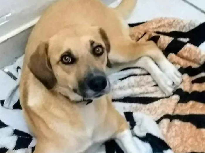 Cachorro ra a Não tem uma raça definida idade 2 anos nome Ambra