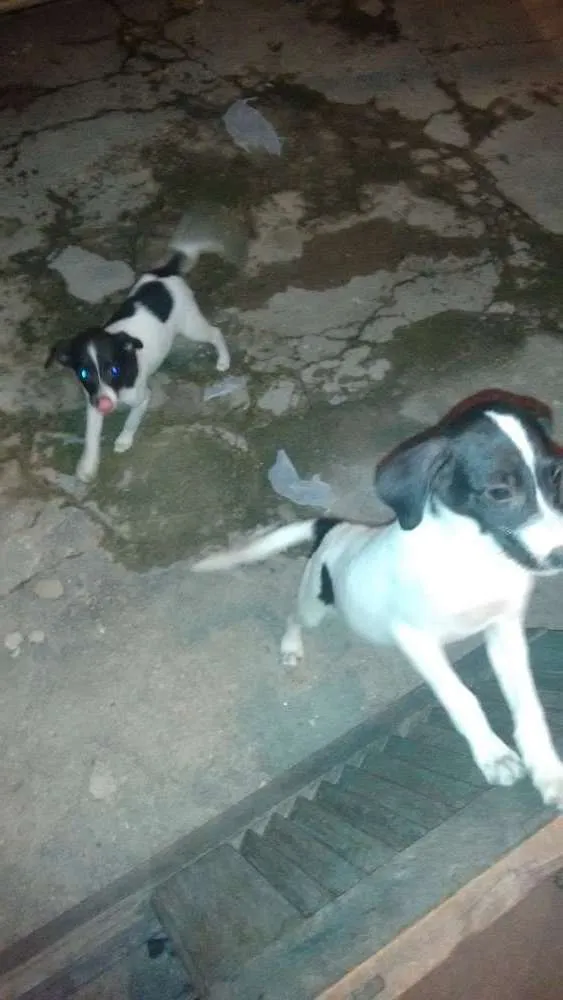 Cachorro raça Sem raça definida idade Abaixo de 2 meses nome Stopinha
