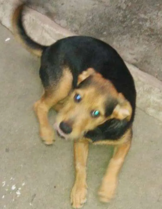 Cachorro ra a SRD idade 2 a 6 meses nome FOFINHO
