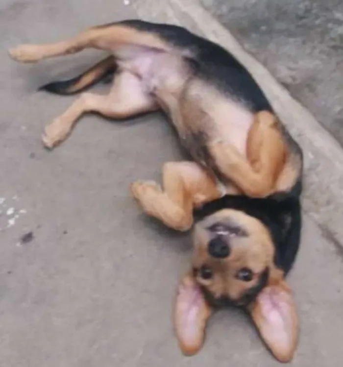 Cachorro ra a SRD idade 2 a 6 meses nome FOFINHO