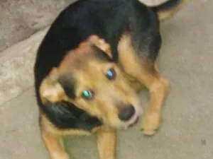 Cachorro raça SRD idade 2 a 6 meses nome FOFINHO