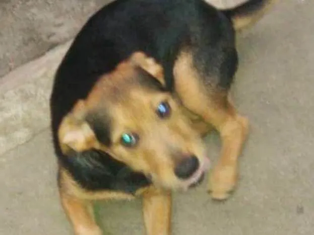 Cachorro ra a SRD idade 2 a 6 meses nome FOFINHO