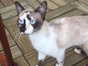 Gato raça Sem raça idade 1 ano nome Evee 