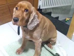 Cachorro raça cocker spaniel idade 6 ou mais anos nome Woody