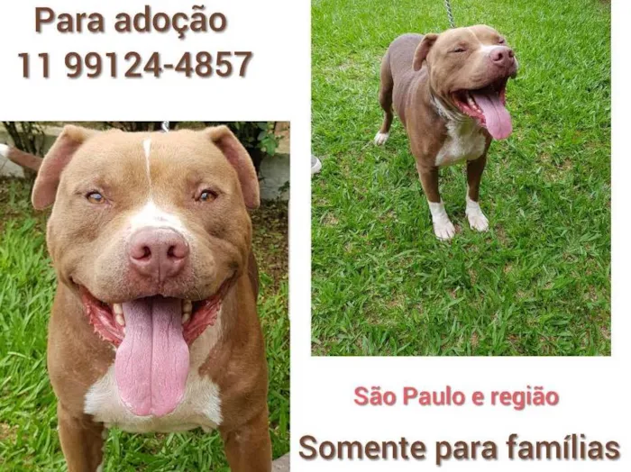 Cachorro ra a Pit Bull idade 3 anos nome Leão 