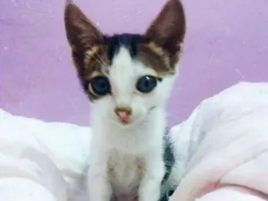 Gato raça Indefinida  idade 2 a 6 meses nome Tobias