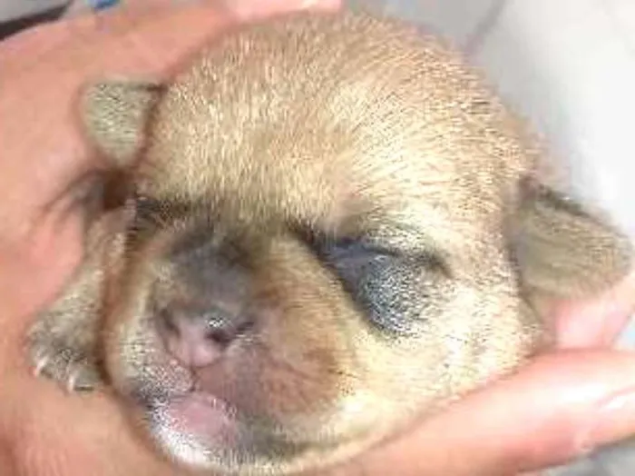 Cachorro ra a SRD idade 2 a 6 meses nome TED