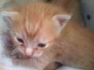 Gato raça  idade Abaixo de 2 meses nome nt
