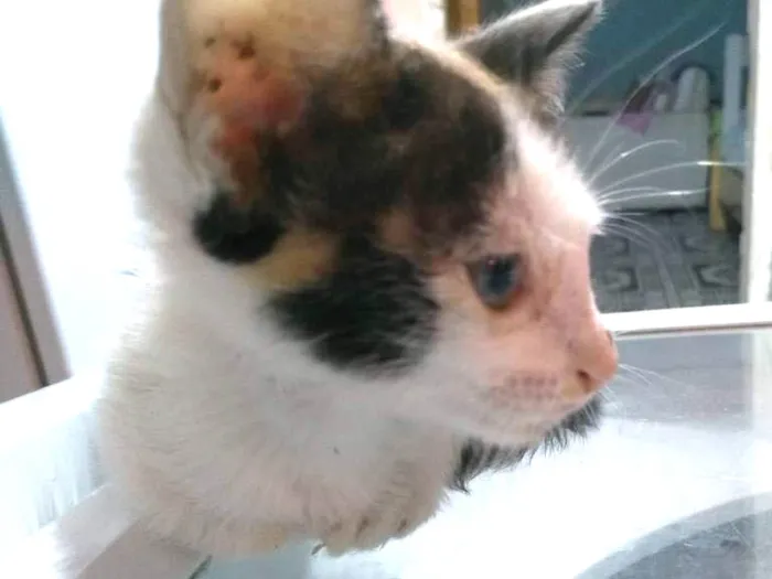 Gato ra a vira-lata idade Abaixo de 2 meses nome (Sem nome) 