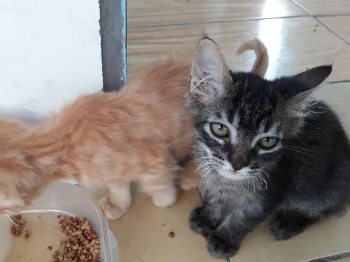 Gato ra a  idade  nome Ted e kate