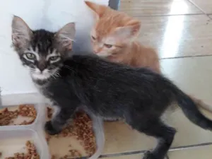 Gato raça  idade  nome Ted e kate