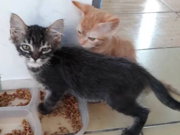 Gato ra a  idade  nome Ted e kate