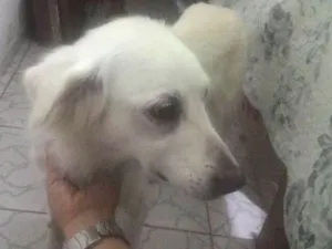 Cachorro raça viralata idade 6 ou mais anos nome Branca