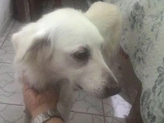 Cachorro ra a viralata idade 6 ou mais anos nome Branca