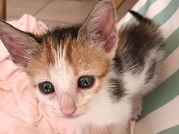 Gato raça SRD idade 2 a 6 meses nome Luke