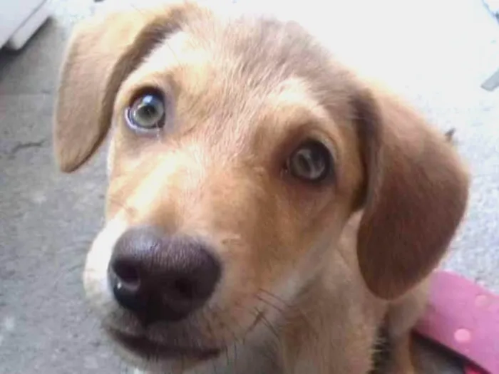 Cachorro ra a SRD idade 2 a 6 meses nome MEL