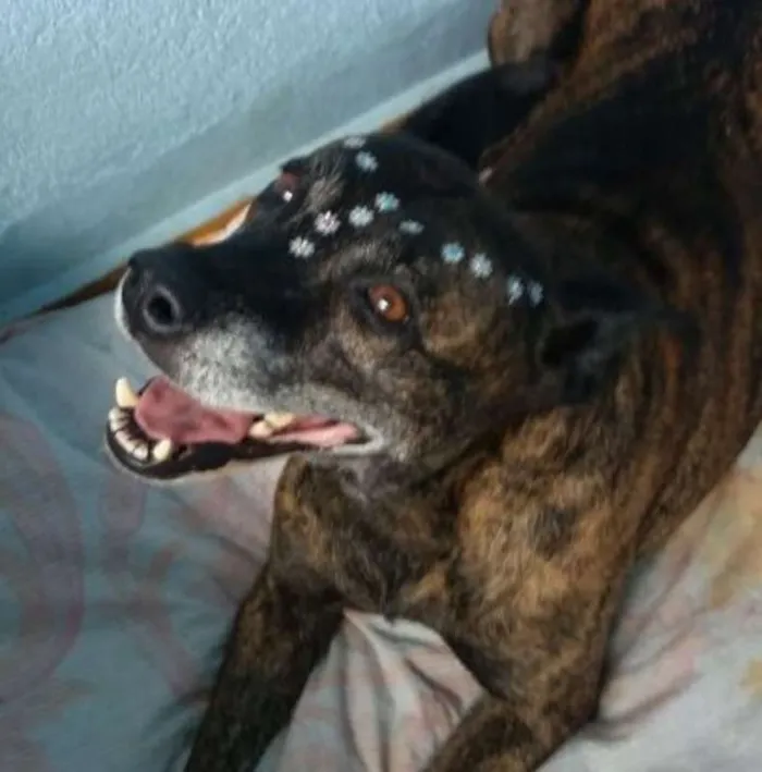Cachorro ra a Pit-Bull idade 1 ano nome Hadija
