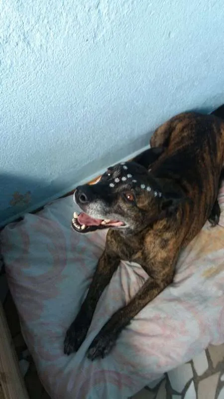 Cachorro ra a Pit-Bull idade 1 ano nome Hadija