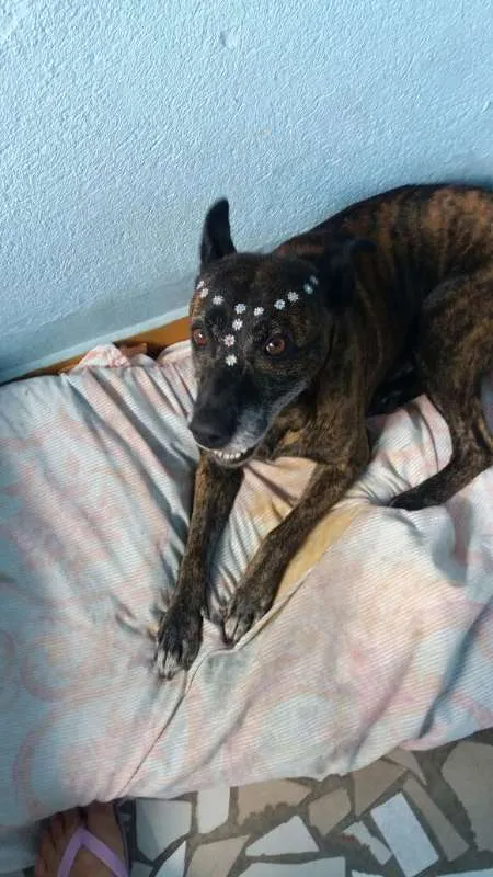 Cachorro ra a Pit-Bull idade 1 ano nome Hadija