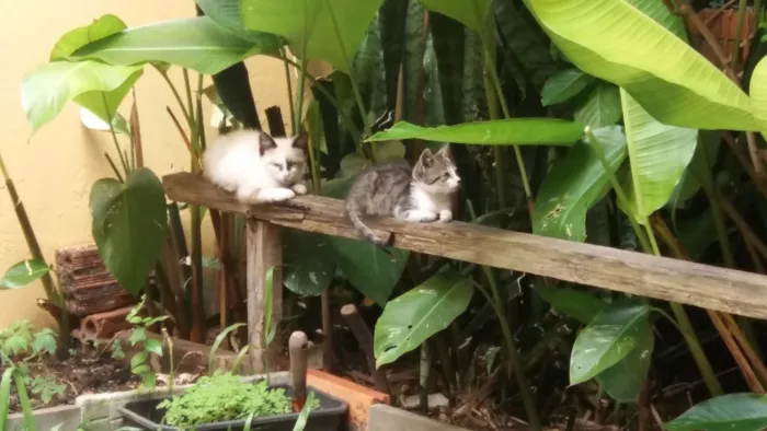Gato ra a De rua idade 2 a 6 meses nome Nao tem