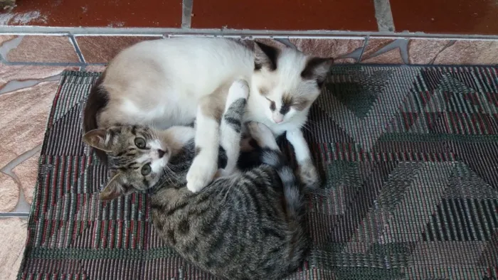 Gato ra a De rua idade 2 a 6 meses nome Nao tem