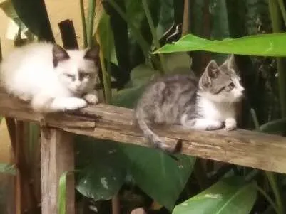 Gato ra a De rua idade 2 a 6 meses nome Nao tem