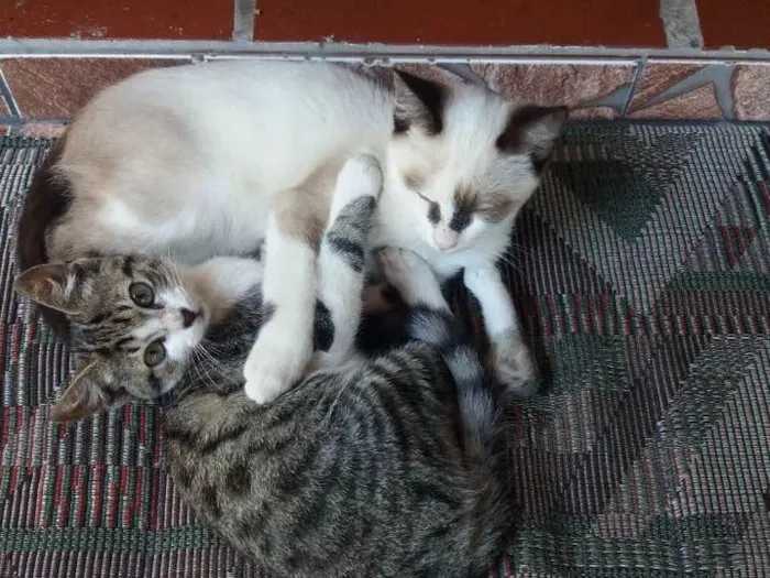 Gato ra a De rua idade 2 a 6 meses nome Nao tem
