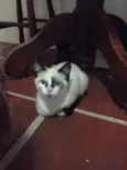 Nao tem