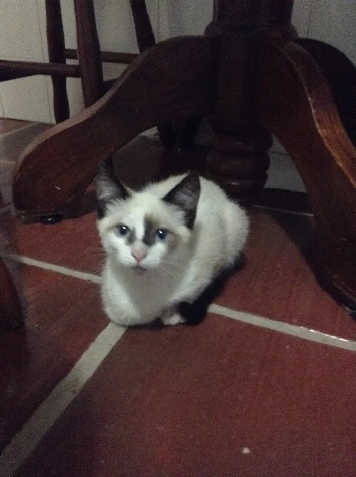 Gato ra a De rua idade 2 a 6 meses nome Nao tem