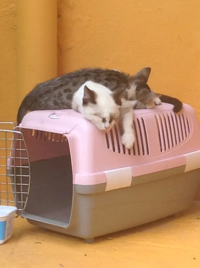 Gato ra a De rua idade 2 a 6 meses nome Nao tem