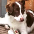 Layka
