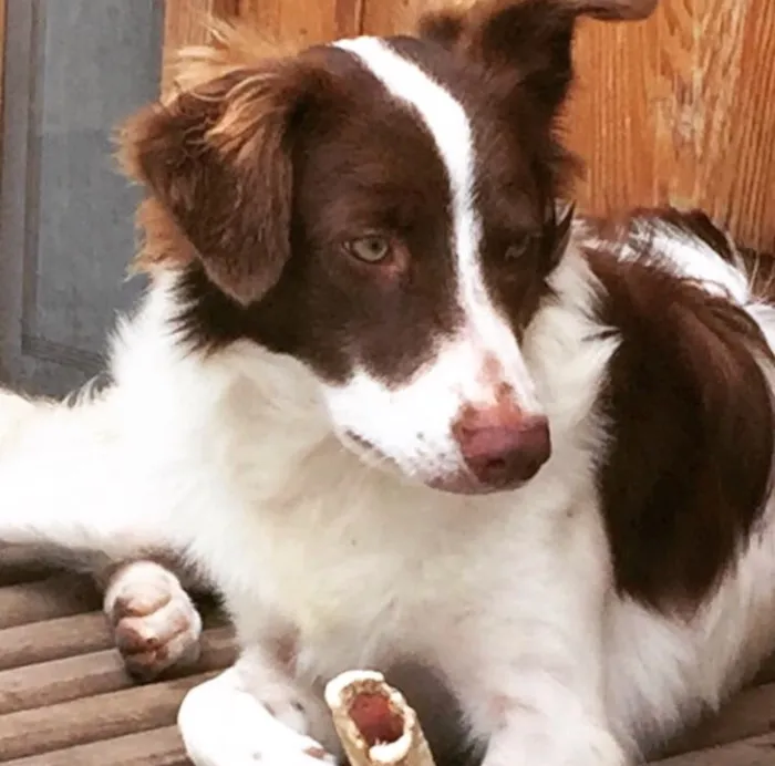 Cachorro ra a  idade 1 ano nome Layka