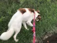 Layka