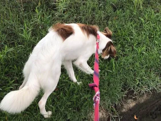 Cachorro ra a  idade 1 ano nome Layka