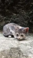 Fumaça