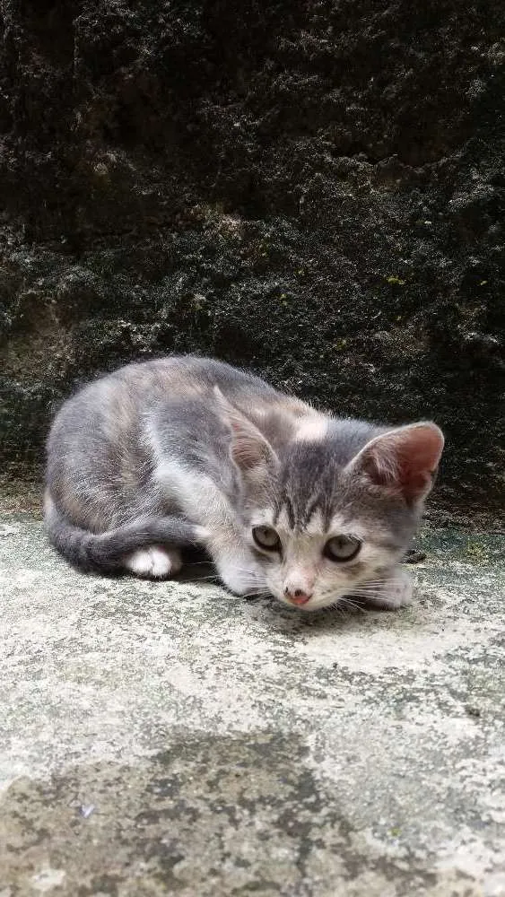 Gato raça Vira-lata  idade 2 a 6 meses nome Fumaça