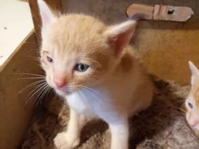 Gato raça Mestiços idade Abaixo de 2 meses nome Sem nome