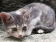 Fumaça