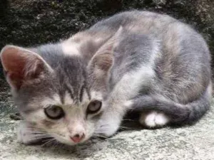 Gato raça Vira-lata  idade 2 a 6 meses nome Fumaça