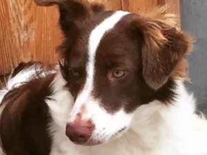 Cachorro raça  idade 1 ano nome Layka