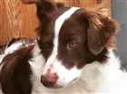 Cachorro raça  idade 1 ano nome Layka