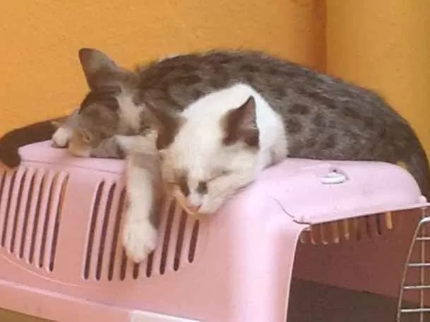 Gato ra a De rua idade 2 a 6 meses nome Nao tem
