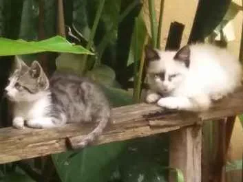 Gato ra a De rua idade 2 a 6 meses nome Nao tem