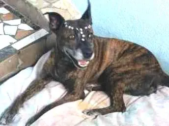 Cachorro ra a Pit-Bull idade 1 ano nome Hadija