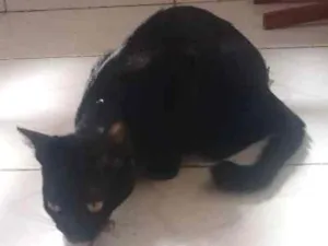 Gato raça Srd idade 7 a 11 meses nome Neguinha