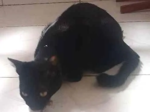 Gato ra a Srd idade 7 a 11 meses nome Neguinha