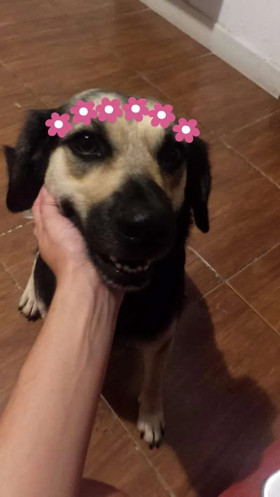 Cachorro ra a Vira-lata idade 5 anos nome Princesa
