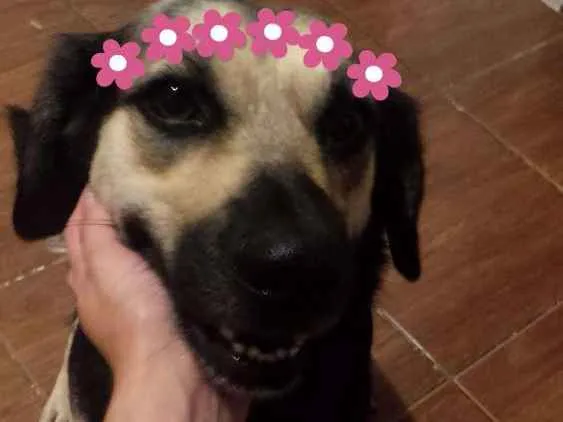 Cachorro ra a Vira-lata idade 5 anos nome Princesa